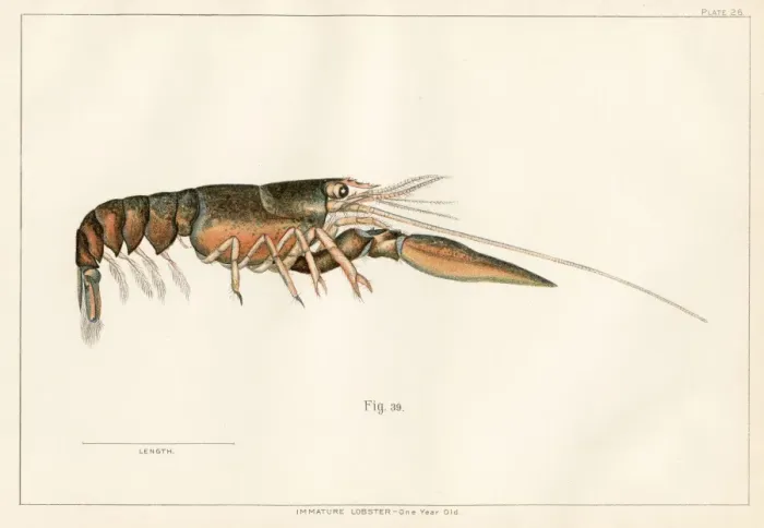 Framed Print : American lobster lithograph 1895