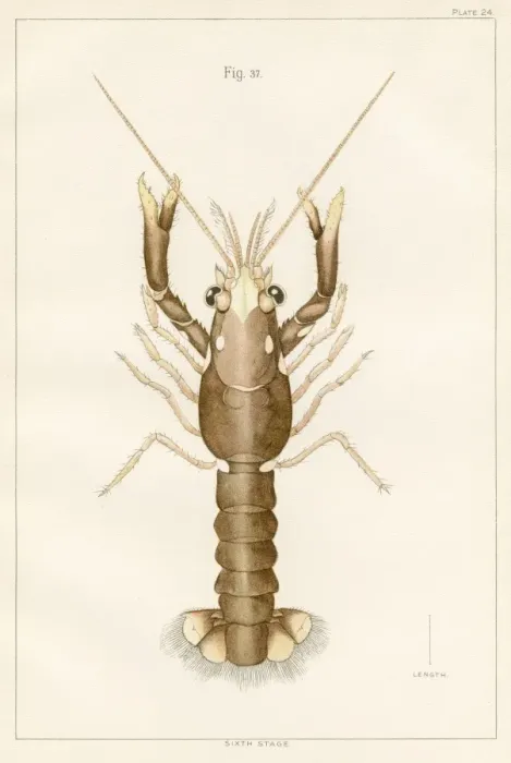Framed Print : American lobster lithograph 1895 Framed Print : American lobster lithograph 1895