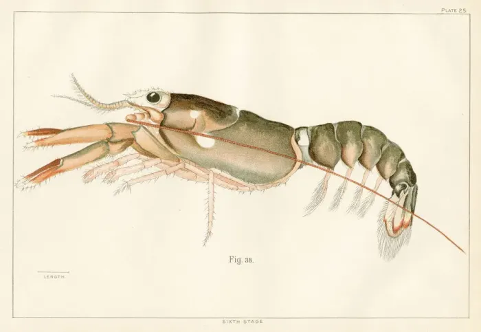 Framed Print : American lobster lithograph 1895 Framed Print : American lobster lithograph 1895