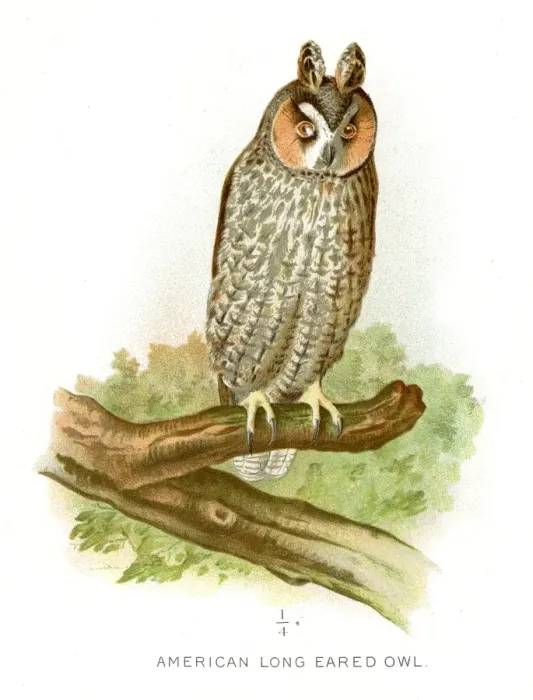 Framed Print : American long eared owl lithograph 1897