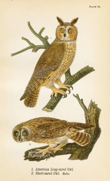 Framed Print : American owl bird lithograph 1890 Framed Print : American owl bird lithograph 1890