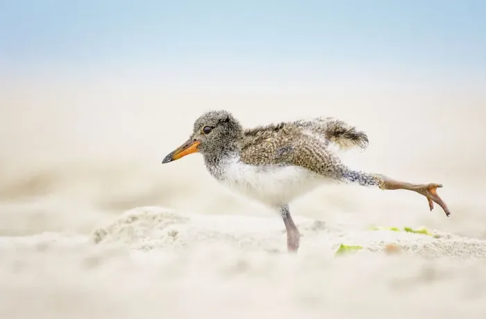 Framed Print : American Oystercatcher Chick Doing Yoga on the Beach at Nickerson, Long Island Framed Print : American Oystercatcher Chick Doing Yoga on the Beach at Nickerson, Long Island