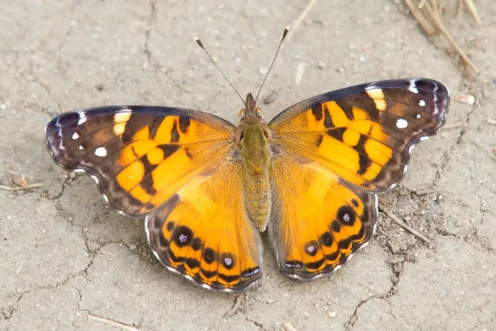 Framed Print : American painted lady butterfly