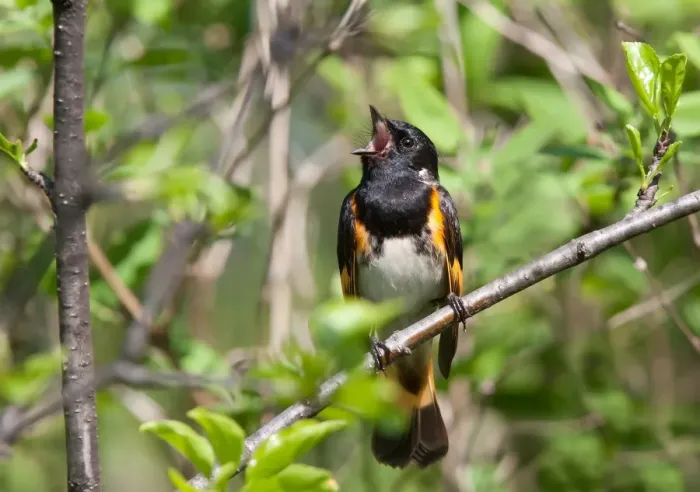 Framed Print : American Redstart singing (Setophaga ruticilla) male Framed Print : American Redstart singing (Setophaga ruticilla) male