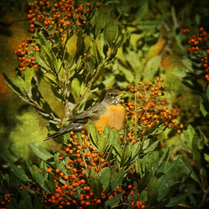 Framed Print : American Robin and Berries Framed Print : American Robin and Berries