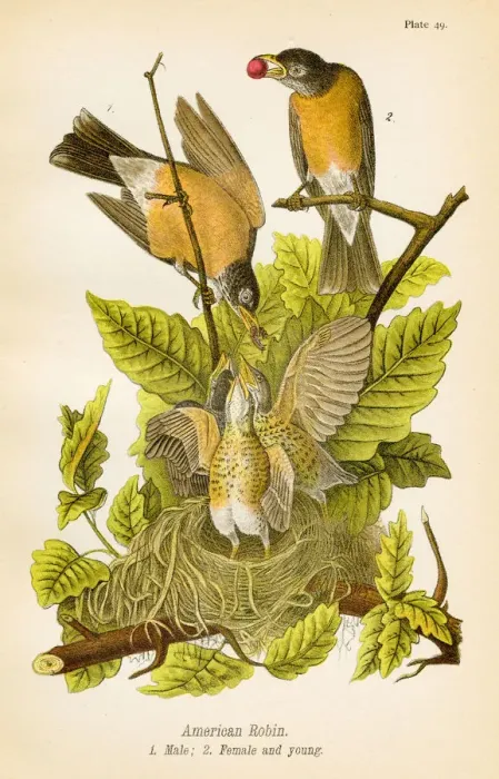 Framed Print : American robin bird lithograph 1890 Framed Print : American robin bird lithograph 1890