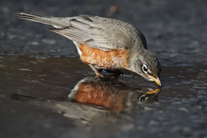 Framed Print : American robin drinking at puddle Framed Print : American robin drinking at puddle