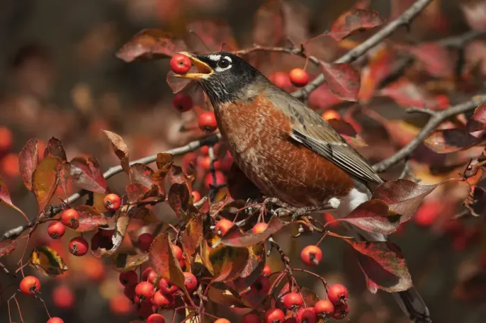 Framed Print : American robin feeding on crab apples Framed Print : American robin feeding on crab apples