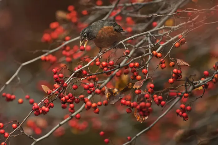 Framed Print : American robin feeding on November crab apples Framed Print : American robin feeding on November crab apples