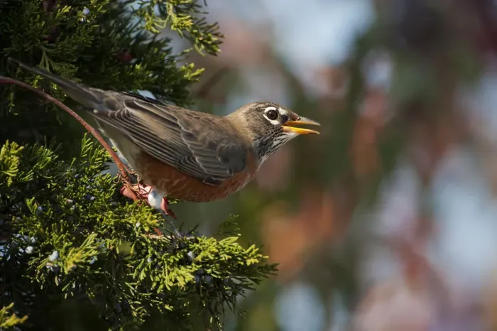 Framed Print : American robin in juniper Framed Print : American robin in juniper