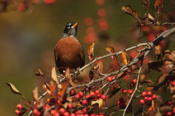 Framed Print : American robin perched in crab apple Framed Print : American robin perched in crab apple
