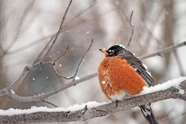 American Robin Perched in Snow