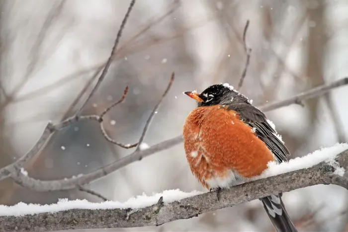Framed Print : American Robin Perched in Snow Framed Print : American Robin Perched in Snow