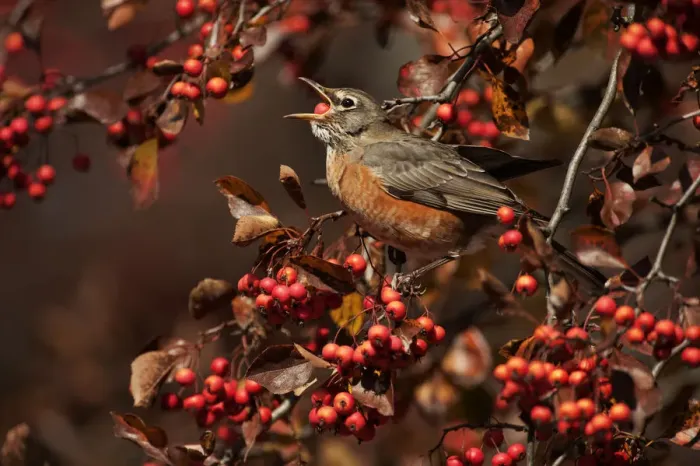 Framed Print : American robin swallowing crab apple