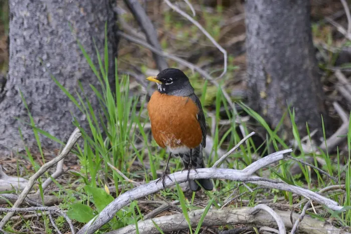 Framed Print : American Robin - Yellowston Park Framed Print : American Robin - Yellowston Park