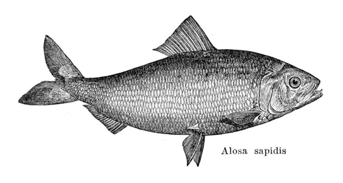 Framed Print : American shad engraving 1897 Framed Print : American shad engraving 1897