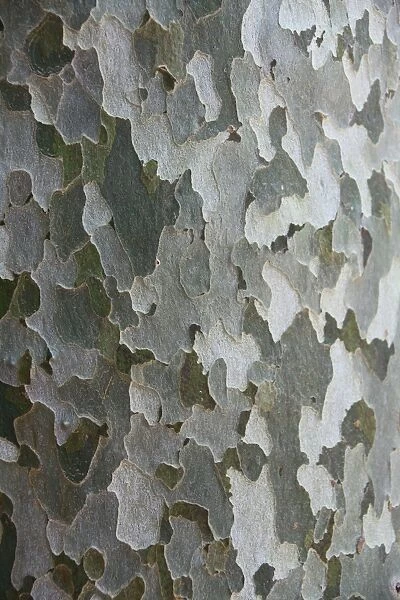 American sycamore tree -Platanus sp. -, detailed view of the bark