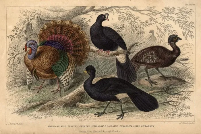 Framed Print : American Turkeys Framed Print : American Turkeys