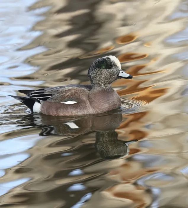 Framed Print : American Wigeon male (Mareca americana) in waters, Bosque del Apache National Wildlife Refuge, New Mexico, USA Framed Print : American Wigeon male (Mareca americana) in waters, Bosque del Apache National Wildlife Refuge, New Mexico, USA