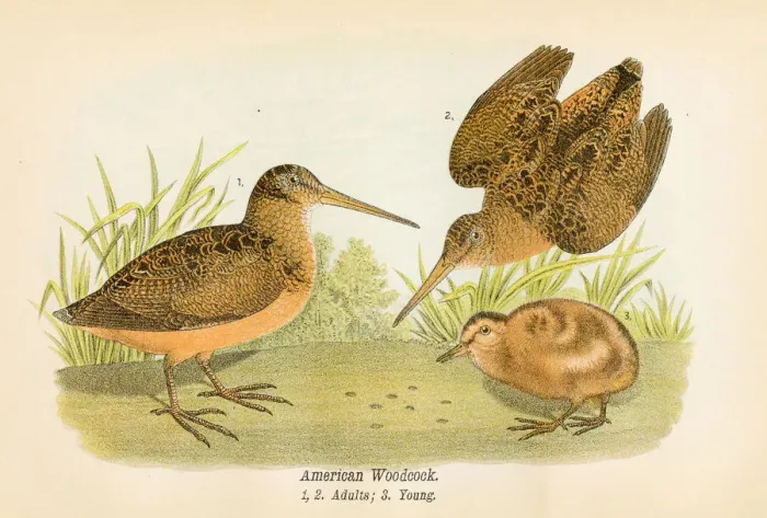 Framed Print : American woodcock bird lithograph 1890 Framed Print : American woodcock bird lithograph 1890