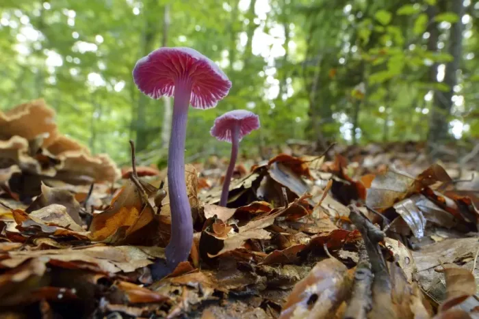 Framed Print : Amethyst Deceiver -Laccaria amethystea-, Switzerland Framed Print : Amethyst Deceiver -Laccaria amethystea-, Switzerland