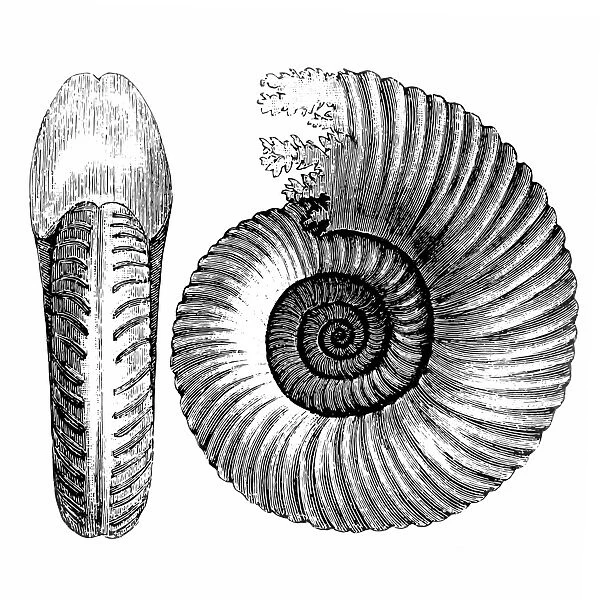 Ammonite. Antique illustration of Ammonite