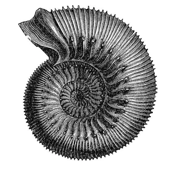 ammonite. Engraving french textbook geology from 1887