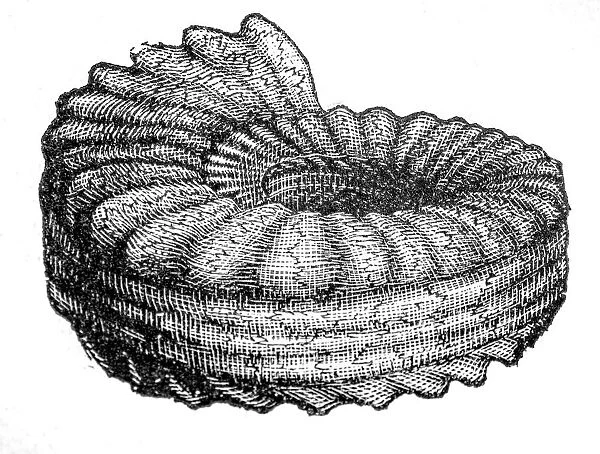 ammonite. Engraving french textbook geology from 1887