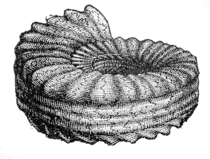 Framed Print : ammonite. Engraving french textbook geology from 1887 Framed Print : ammonite. Engraving french textbook geology from 1887