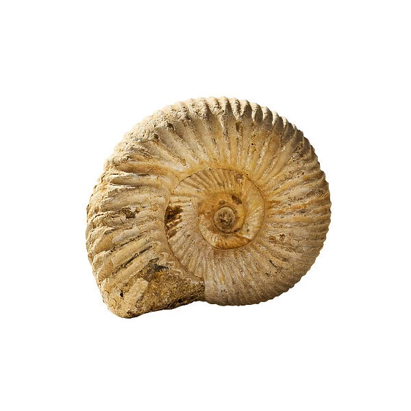 Ammonite fossil white background