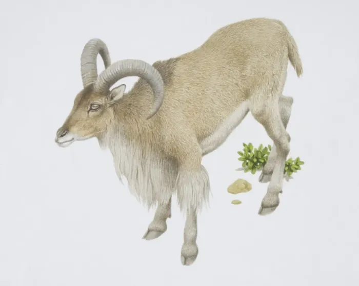 Framed Print : Ammotragus lervia, Barbary Sheep Framed Print : Ammotragus lervia, Barbary Sheep