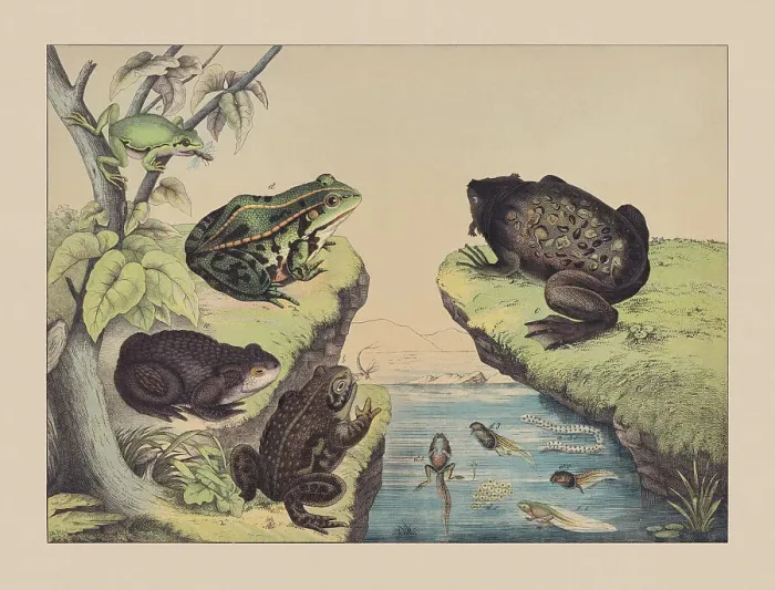 Framed Print : Amphibians (Anura), hand-colored chromolithograph, published in 1882 Framed Print : Amphibians (Anura), hand-colored chromolithograph, published in 1882