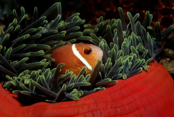 Framed Print : amphiprion, anemonefish, animal, animals, aquatic, asia, asian, blackfinned, dweller