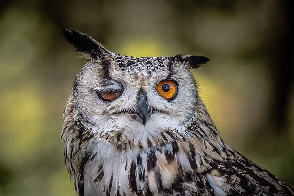 [Obrazek: amusing-winking-owl-19289603.jpg.webp]