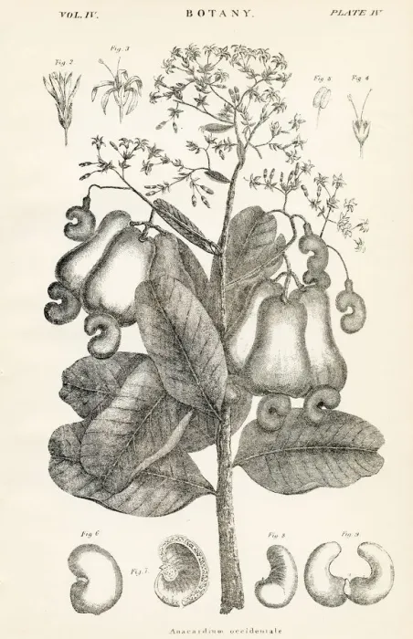 Framed Print : Anacardium engraving 1877 Framed Print : Anacardium engraving 1877