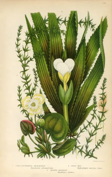 Framed Print : Anacharis, Elodea, Waterweed, Frogbit, Stratiotes, Water Soldier, Victorian Botanical Illustration Framed Print : Anacharis, Elodea, Waterweed, Frogbit, Stratiotes, Water Soldier, Victorian Botanical Illustration