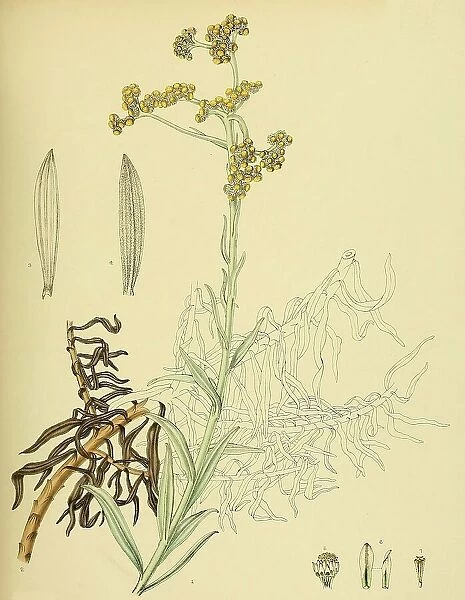 Anaphalis pelliculata, native to Southeast Asia, Sri Lanka, digitally restored historical colour print from 1893