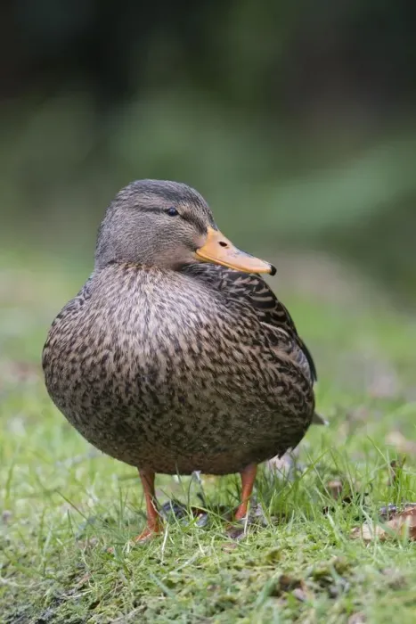 Framed Print : anas, exterior views, female, looking sideways, looks, mallard, natural environment Framed Print : anas, exterior views, female, looking sideways, looks, mallard, natural environment