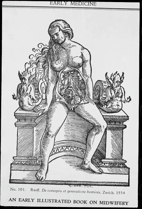 Framed Print : Anatomical Cross Section of Female