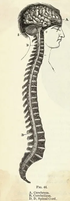 Framed Print : Anatomical Diagram of Brain and Spinal Cord Framed Print : Anatomical Diagram of Brain and Spinal Cord