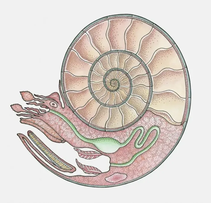 Framed Print : Anatomical illustration of an Ammonite Framed Print : Anatomical illustration of an Ammonite