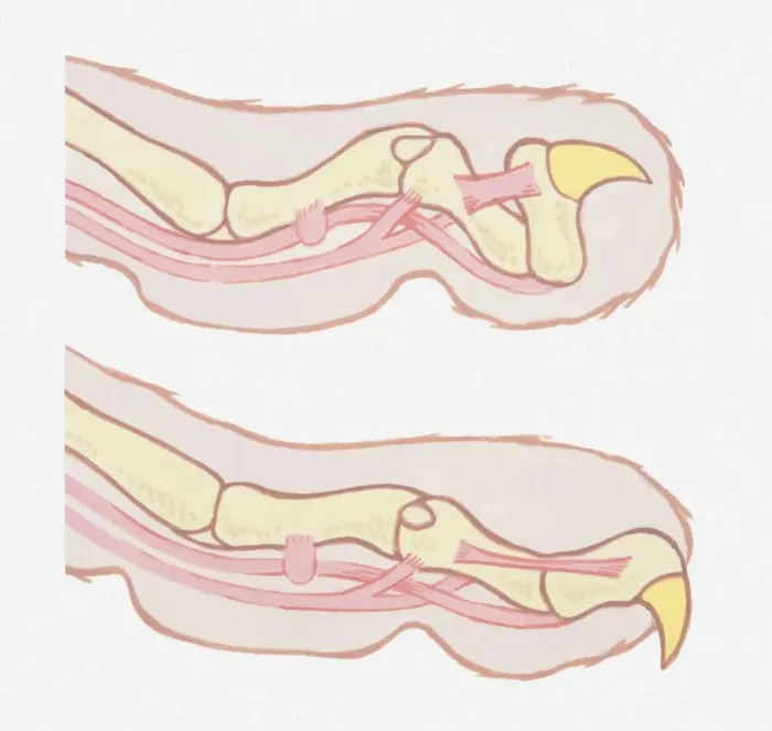 Framed Print : Anatomical illustration of a cats claws, pulled in and pushed out Framed Print : Anatomical illustration of a cats claws, pulled in and pushed out