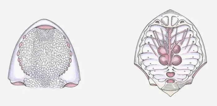 Framed Print : Anatomical illustration of a Cephalaspid prehistoric fish, underside of head and internal head structure Framed Print : Anatomical illustration of a Cephalaspid prehistoric fish, underside of head and internal head structure