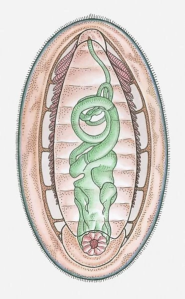 Anatomical illustration of a Chiton