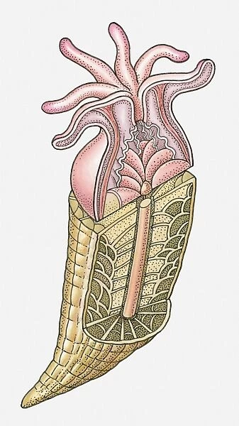 Anatomical illustration of a coral