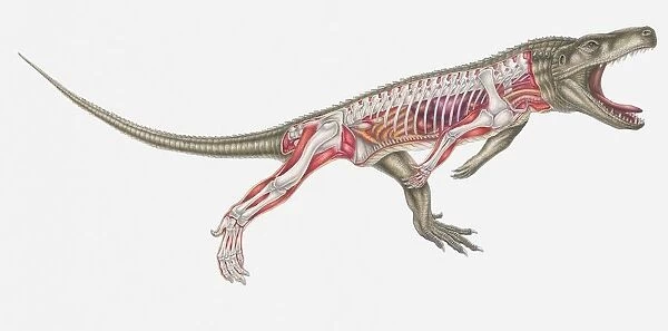 Anatomical illustration of an Euparkeria, a thecodont archosaur, Triassic period