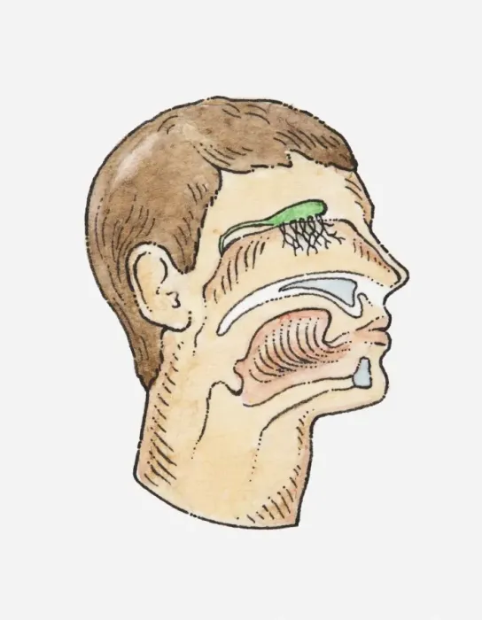 Framed Print : Anatomical illustration of a mans head showing sensory organs Framed Print : Anatomical illustration of a mans head showing sensory organs