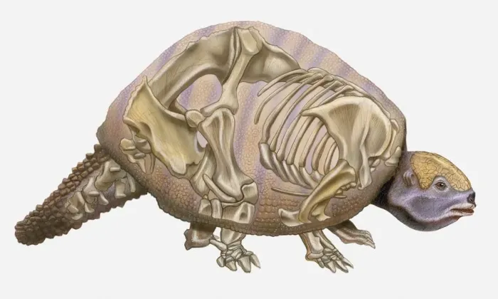 Framed Print : Anatomical illustration of a Pleistocene Edentate (Glyptodon reticulatus), an early mammal Framed Print : Anatomical illustration of a Pleistocene Edentate (Glyptodon reticulatus), an early mammal