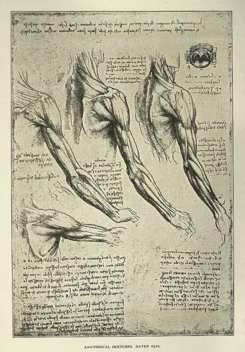 Framed Print : Anatomical sketches from Leonardo da Vinci's notebook, arm, shoulder muscles, Early renaissance art Framed Print : Anatomical sketches from Leonardo da Vinci's notebook, arm, shoulder muscles, Early renaissance art