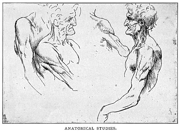 Anatomical Studies by Leonardo Da Vinci